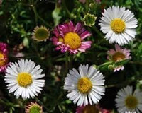 Profusion (Profusion scientific name) for planting in garden