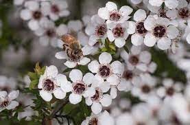 Manuka Flower Seeds for Planting - 100 pcs