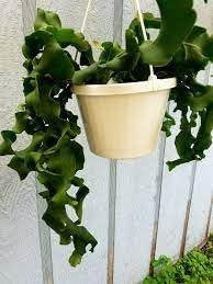 Guatemalan Monstrose Plant Seeds for Planting, 100 pcs