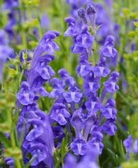 Heirloom Non-GMO Scutellaria Flower Seeds for Planting – Hardy Medicinal Blooms for Herb and Cottage Gardens