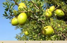 Argania Fruit Seeds for Growing a Resilient and Nutritious Fruit Tree 100 Pcs pcs