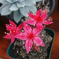 Graptopetalum Bellum Flower Seeds for Planting -Grow Vibrant Flowers at your Home Garden