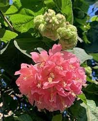 Dombeya Flower Seeds for Garden Planting - NON GMO Seeds for planting in home garden