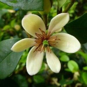 Cream Michelia Flower Seeds for Planting, 100 pcs seeds for planting in home garden
