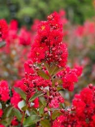 Organic Myrtle Flower Seeds for Planting ƒ?? Heirloom, Non-GMO