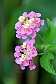 Wandelröschen Flower Seeds for Planting, 100 pcs