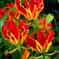 Yellow Red Gloriosa Superba Flower Seeds for Garden - NON GMO Seeds