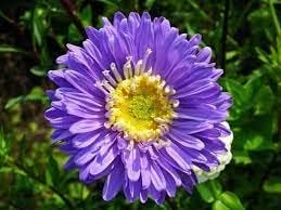Chrysanthemum (Chrysanthemum scientific name) for planting in garden