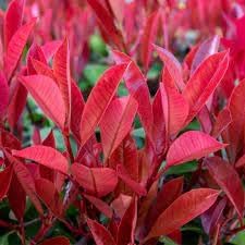 Photinia Plant Seeds for Garden Planting - NON GMO Seeds for planting in home garden