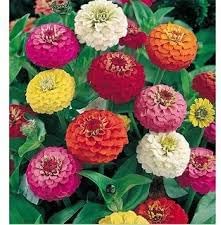 100 Pcs