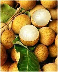 Longan Fruit Seeds for Planting, A Delicious Tropical Fruit Tree 100 Pcs pcs