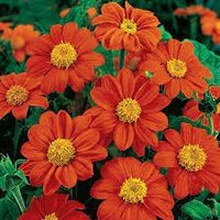 Tithonia Flower Seeds Heirloom Non GMO Planting - 100 pcs