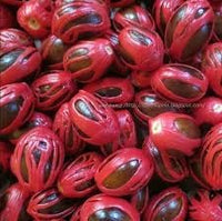Sri Lanka nut Caryocar spp. seeds for tropical nut garden