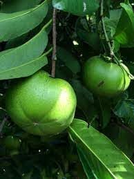 New Fresh 70pcs Sapote Fruit Seeds - Exotic, Sweet Sapotes for Your Backyard Orchard 100 Pcs pcs