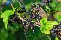 Johannisbeere red currant fruit seeds