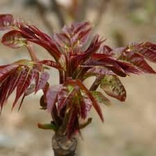 Toon Tree Toona sinensis seeds for planting