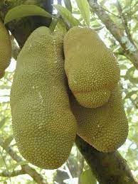 Jackfruit Seeds for Planting - Growing Sweet & Nutritious Tropical Fruits, Heirloom Seeds