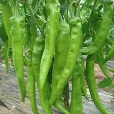 Chili Pepper Capsicum annuum seed mix for planting