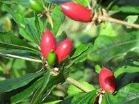 Miracle Berry Fruit Seeds for Planting - Growing a Unique and Flavor-Altering Fruit, GMO Free