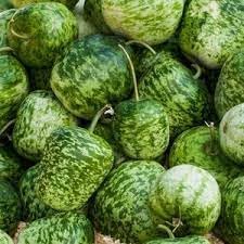 Apple gourd fruit seeds