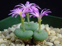 Conophytum Plant Seeds for Garden Planting - 100 pcs