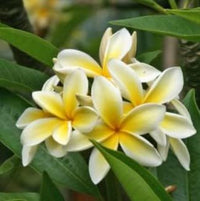Yellow White Frangipani Flower Seeds â€“ Heirloom, Non-GMO Tropical Seeds for Planting