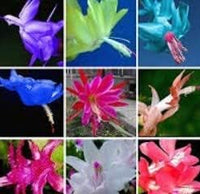 Mixed Zygocactus Truncatus Flower Seeds for Planting- Heirloom Seeds for Garden