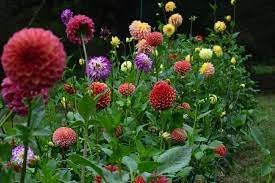 Dahlia Flower Seeds â€“ Heirloom, Non-GMO Seeds for Planting Colorful Garden Blooms