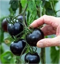 Tomato Seeds for Planting, Black, 100 Pcs pcs