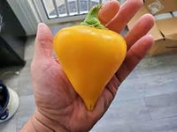 Pepper Seeds for Home Garden, 100 Pcs pcs