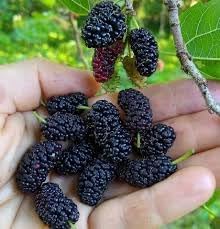 Mulberry Fruit Seed Pack for Juicy, Sweet Mulberries 100 Pcs pcs