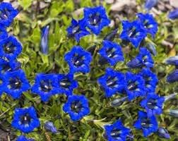 Gentian Flower Seeds for Planting - NON GMO Seeds