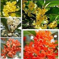 Osmanthus Flower Seeds for Garden Planting - NON GMO Seeds