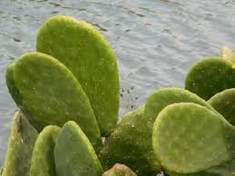 Opuntia cactus seeds for drought-tolerant garden