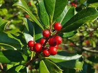 Ilex Opaca Plant Seeds for Growing Hardy and Ornamental Holly Trees 100 Pcs pcs