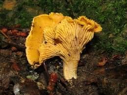 Mushroom Vegetable Seeds for Planting – Orange and Yellow Mix 100 Pcs pcs