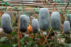Winter Melon Benincasa hispida seeds for garden planting
