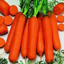 Autumn Carrot Daucus carota seeds for garden planting