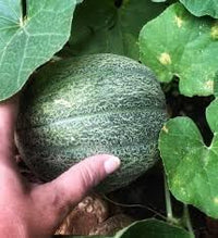 Heirloom Melon Fruit Seed Set for Rich, Sweet Melon Varieties 100 Pcs pcs