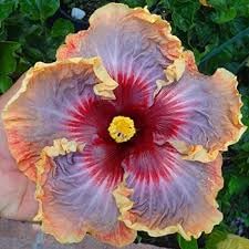 Giant Hibiscus Flower Seeds – Heirloom, Non-GMO Seeds for Planting - Hibiscus for planting in home garden