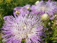 Cirsium Muticum Plant Seeds for Planting Non-GMO Heirloom Garden Seeds Perfect for Pollinators