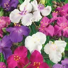 Spiderwort Shimmer Flower Seeds – Heirloom, Non-GMO, Glowing Blooms for Garden Planting