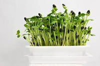 Sunflower Microgreens Seeds – Fast-Growing, Nutrient-Rich Seeds for Planting Indoors or Outdoors