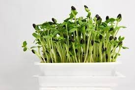 Sunflower Microgreens Seeds ƒ?? Fast-Growing, Nutrient-Rich Seeds for Planting Indoors or Outdoors