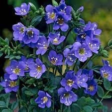Jacobs Flower Seeds for Planting, Heirloom, Non-GMO, 100 pcs