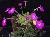 Butterwort flower seeds - NON GMO Seeds for planting in home garden