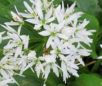Ramsons Flower Seeds for Planting ƒ?? Organic, Heirloom, Non-GMO Wild Garlic Seeds