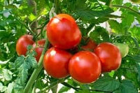 Giant Tomato Seeds for Planting, Red, 100 Pcs pcs