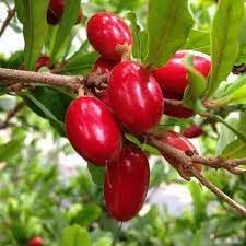 Miracle fruit flavor-changing seeds