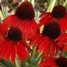 Heirloom Non-GMO Red Coneflower Seeds – Vibrant Pollinator Blooms for Garden Planting